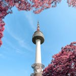 A stunning view of N Seoul Tower surrounded by pink foliage under a clear blue sky in Seoul, South Korea.